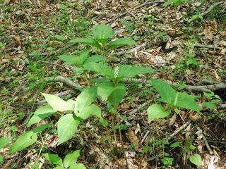 DSCN3218.jpg